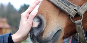What is Equine Assisted Psychotherapy