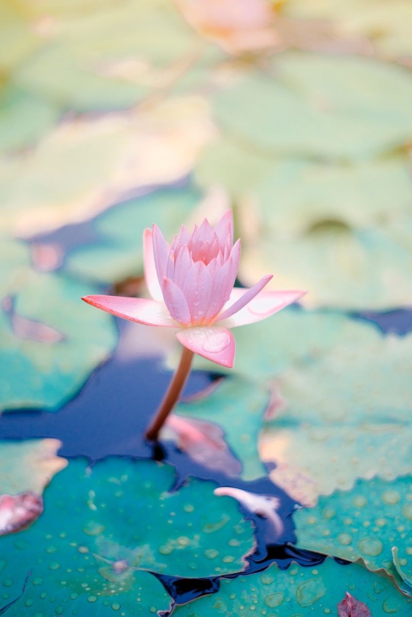 close up photo of water lily flower